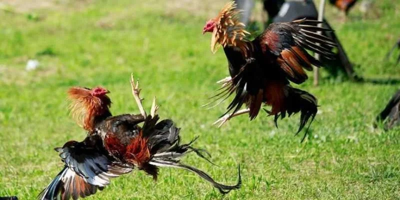 Đá Gà Cựa Sắt