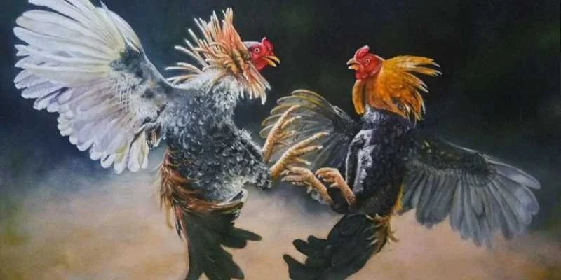 Đá gà cựa sắt là gì?